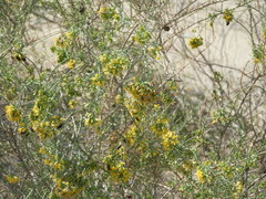 Xylothamia diffusa