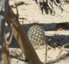 Mammillaria sheldonii