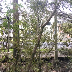 Melicytus ramiflorus ramiflorus