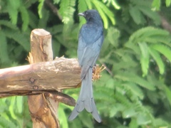 Dicrurus macrocercus