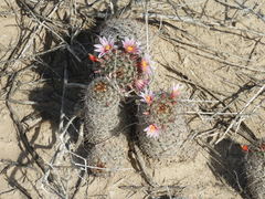 Mammillaria sheldonii