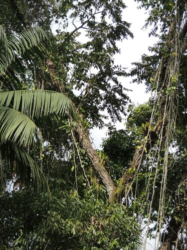 Cedrela fissilis - Whole tree