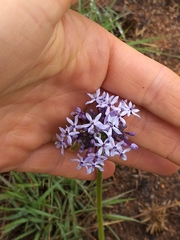 Pentanisia prunelloides