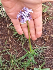 Pentanisia prunelloides