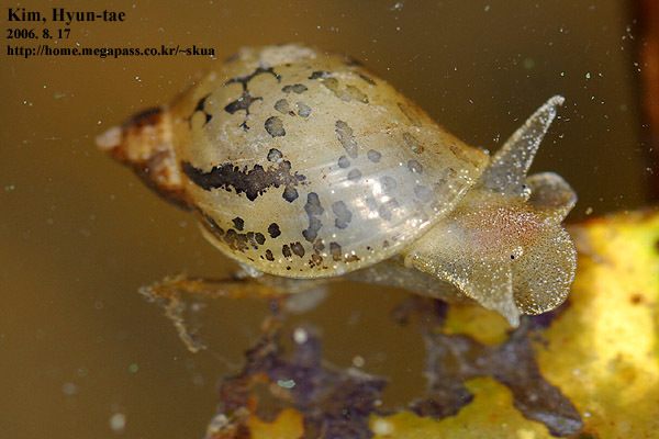 Pond and Melantho Snails