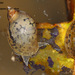 Pond Snails, Bladder Snails, and Allies - Photo (c) Kim, Hyun-tae, some rights reserved (CC BY), uploaded by Kim, Hyun-tae