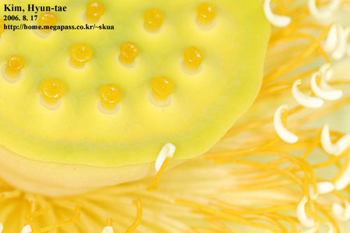 Nelumbo nucifera
