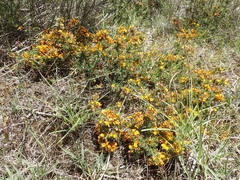 Pultenaea laxiflora