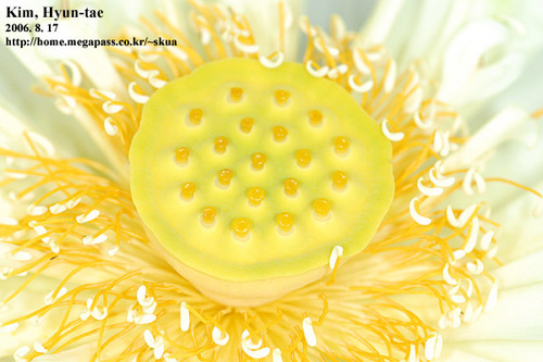 Nelumbo nucifera