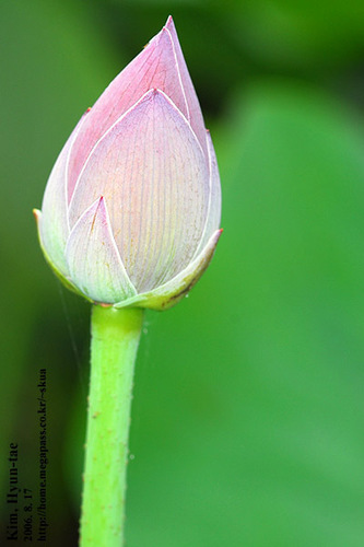 Nelumbo nucifera