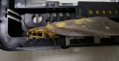 Protohermes grandis