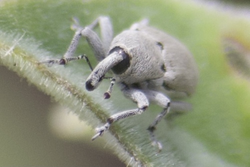 Datura Weevil photo 2