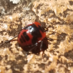 Dismegistus binotatus