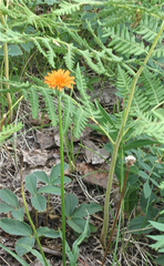 Agoseris aurantiaca