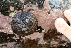 Cellana sandwicensis
