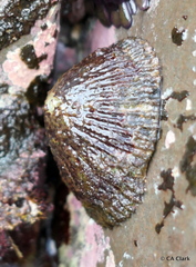 Cellana sandwicensis