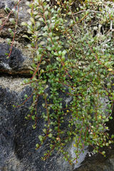 Samolus repens repens