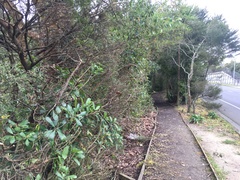 Melicytus ramiflorus ramiflorus