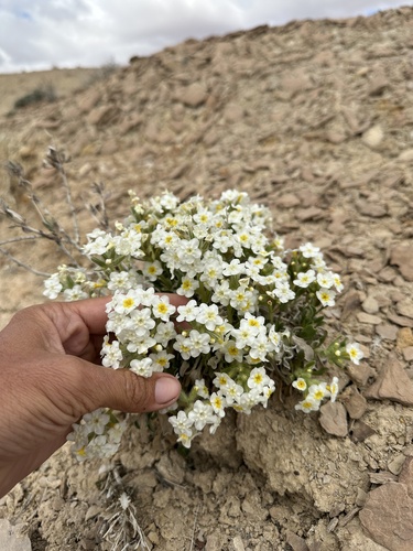 Image of Oreocarya jonesiana by (c) Matt Berger, some rights reserved (CC BY)