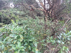 Melicytus ramiflorus ramiflorus