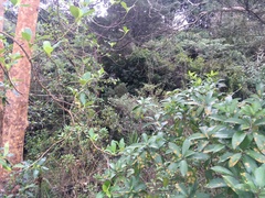 Melicytus ramiflorus ramiflorus