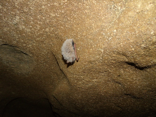 Tri-coloured Bat photographed in Arkansas