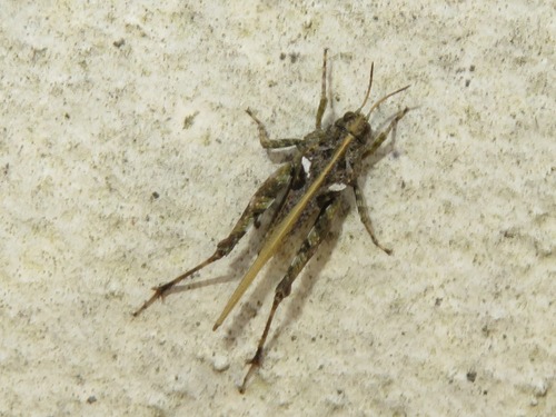 Cepero's Groundhopper, Voorschoten, Nederland, photo 4 of 10