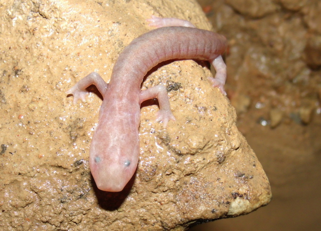 Southern Grotto Salamander
