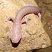 Southern Grotto Salamander - Photo (c) John G. Phillips, some rights reserved (CC BY-NC), uploaded by John G. Phillips