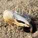 Northern Calling Fiddler Crab - Photo (c) shau mag, some rights reserved (CC BY-NC), uploaded by shau mag
