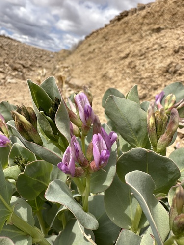 Image of Milkweed Milkvetch by (c) Matt Berger, some rights reserved (CC BY)