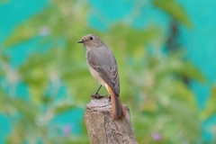 Phoenicurus hodgsoni