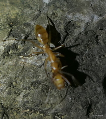 Camponotus variegatus