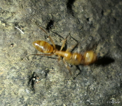 Camponotus variegatus
