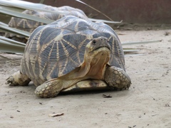 Geochelone platynota