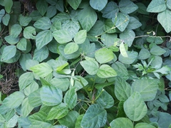 Amphicarpaea edgeworthii