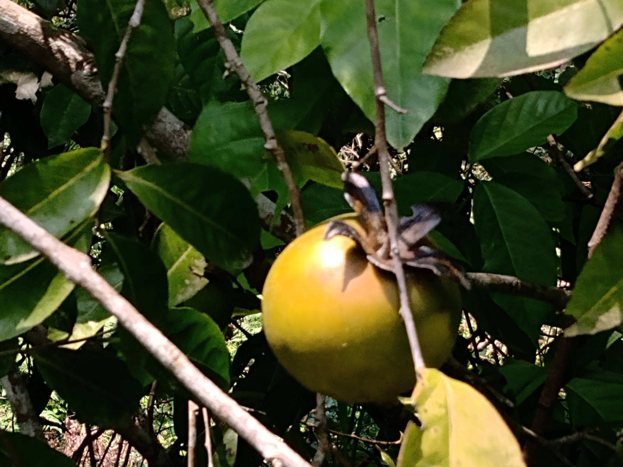 Imagem de Jabuticaba