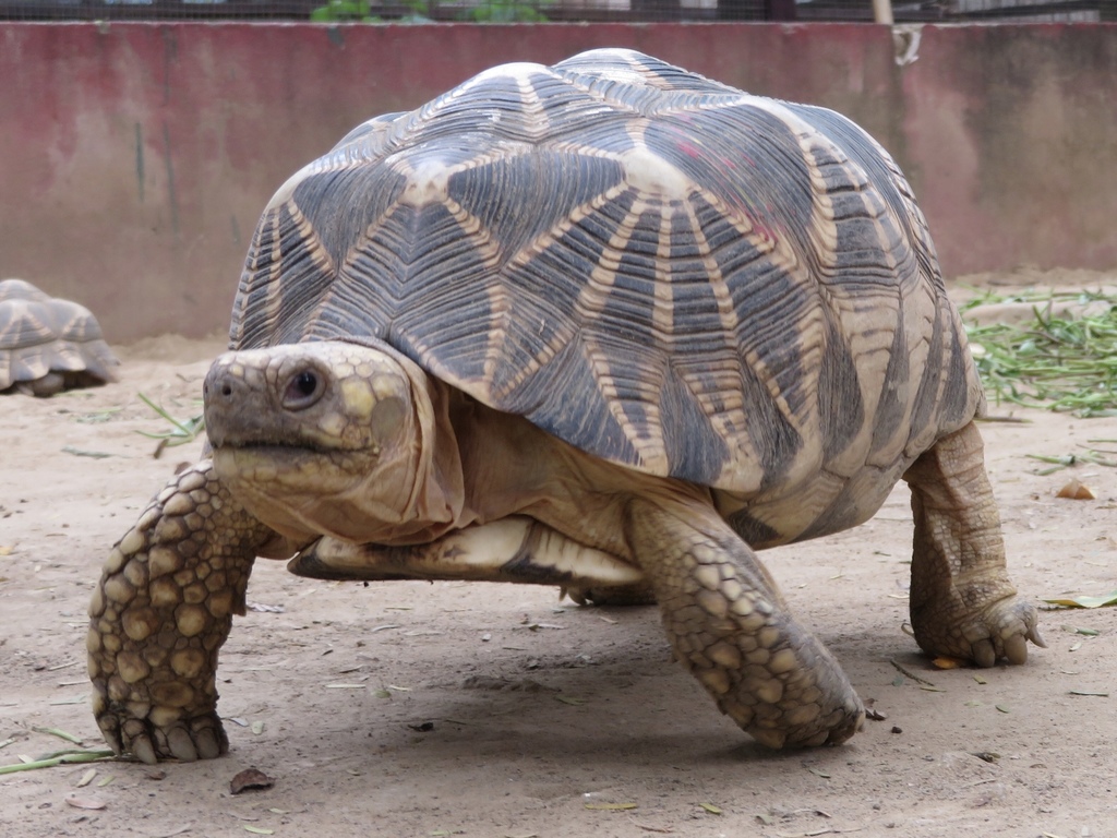 Burmese Starred Tortoise in October 2018 by seasav. Captive breeding ...