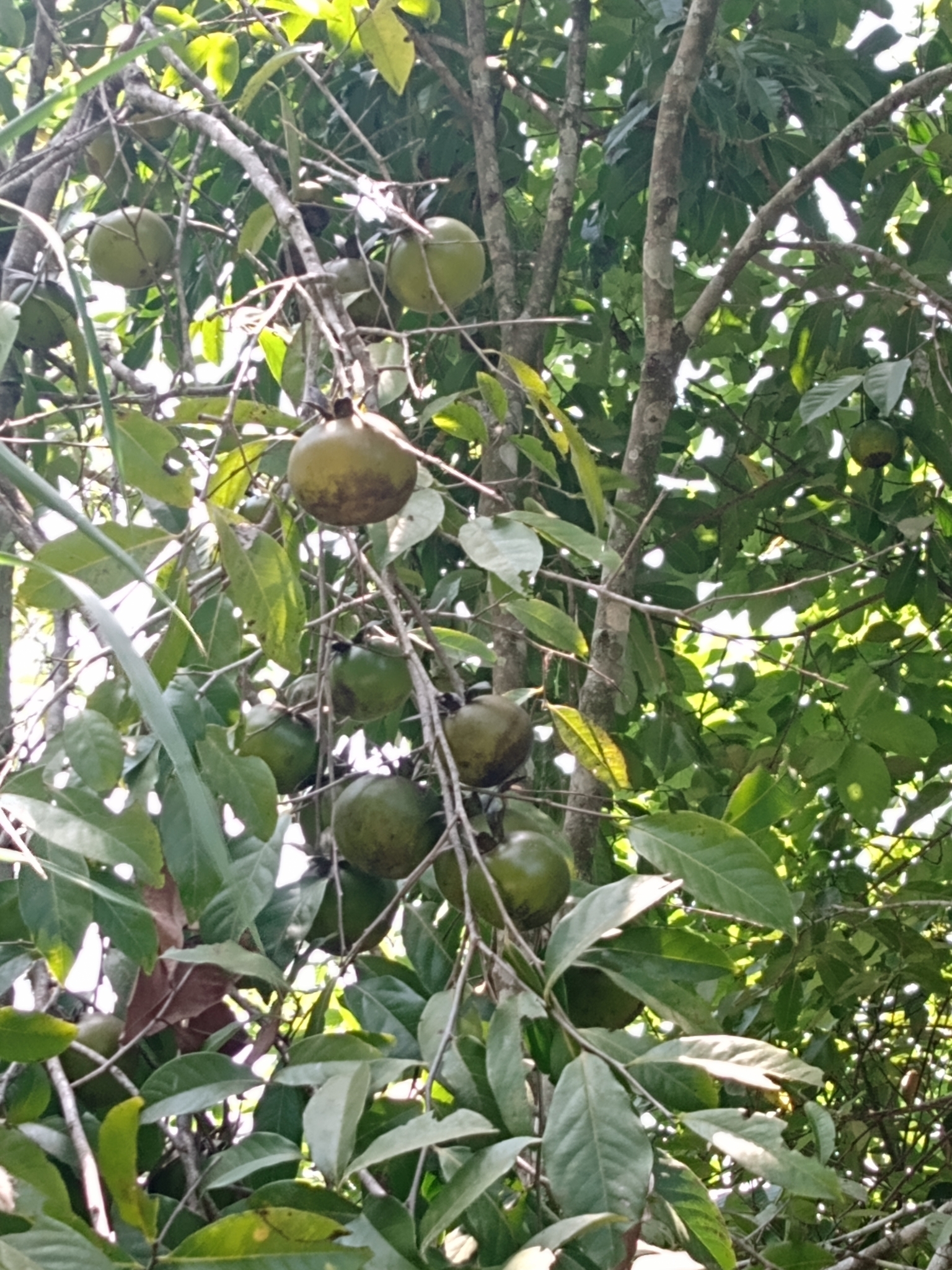 Imagem de Jabuticaba