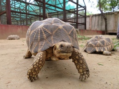 Geochelone platynota
