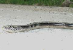 Ophisaurus attenuatus