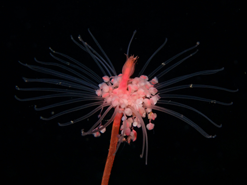 Oaten Pipes Hydroid, Будё, Норвегия, photo 7 of 10