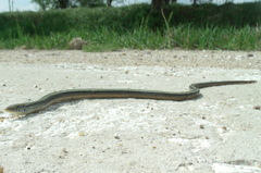 Ophisaurus attenuatus