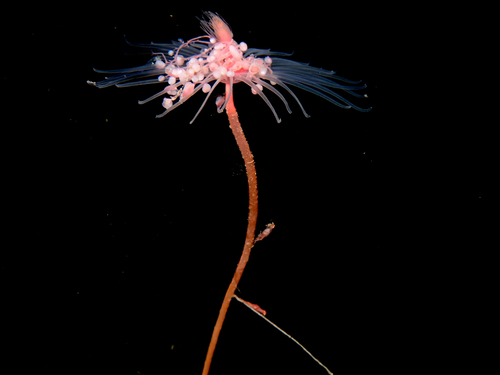 Oaten Pipes Hydroid, photo 4 of 10