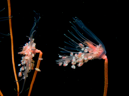 Oaten Pipes Hydroid, photo 5 of 10
