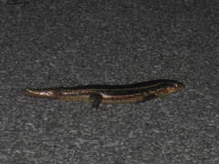 Plestiodon kishinouyei
