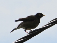 Acridotheres tristis