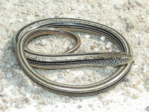 Slender Glass Lizard
