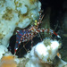 Clear Cleaner Shrimp - Photo (c) uwkwaj, some rights reserved (CC BY-NC), uploaded by uwkwaj