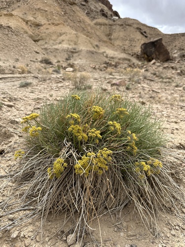 rush biscuitroot (Lomatium junceum)